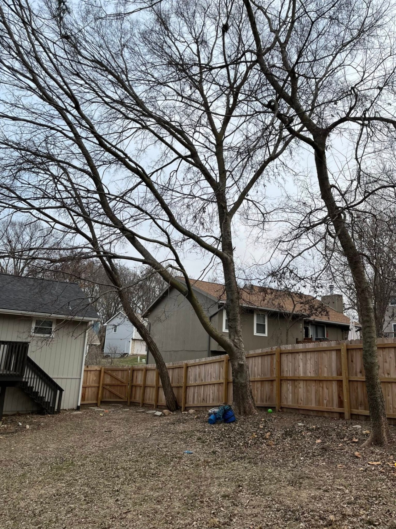 Trees in backyard before removal