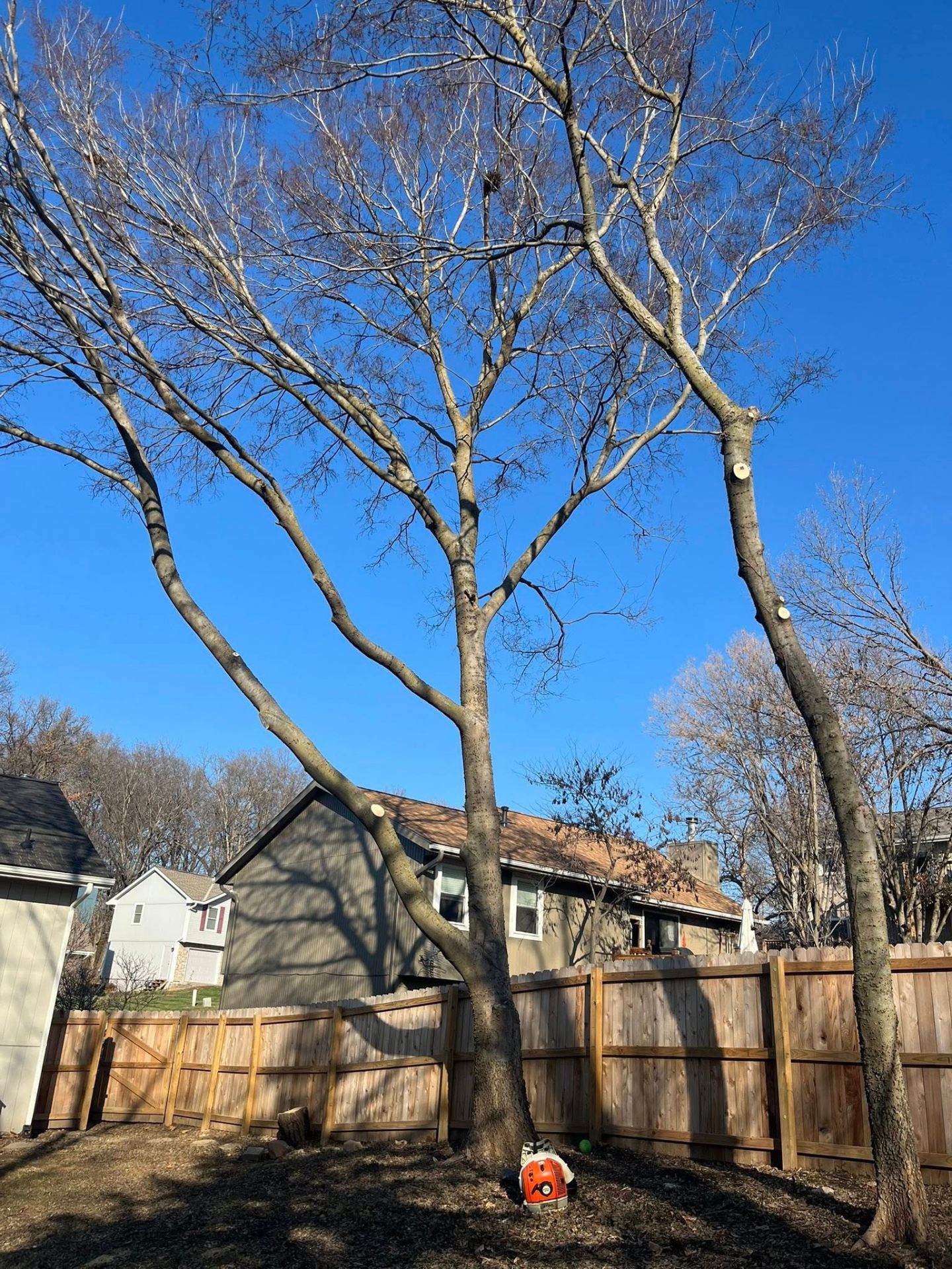 Trimmed trees along fence line