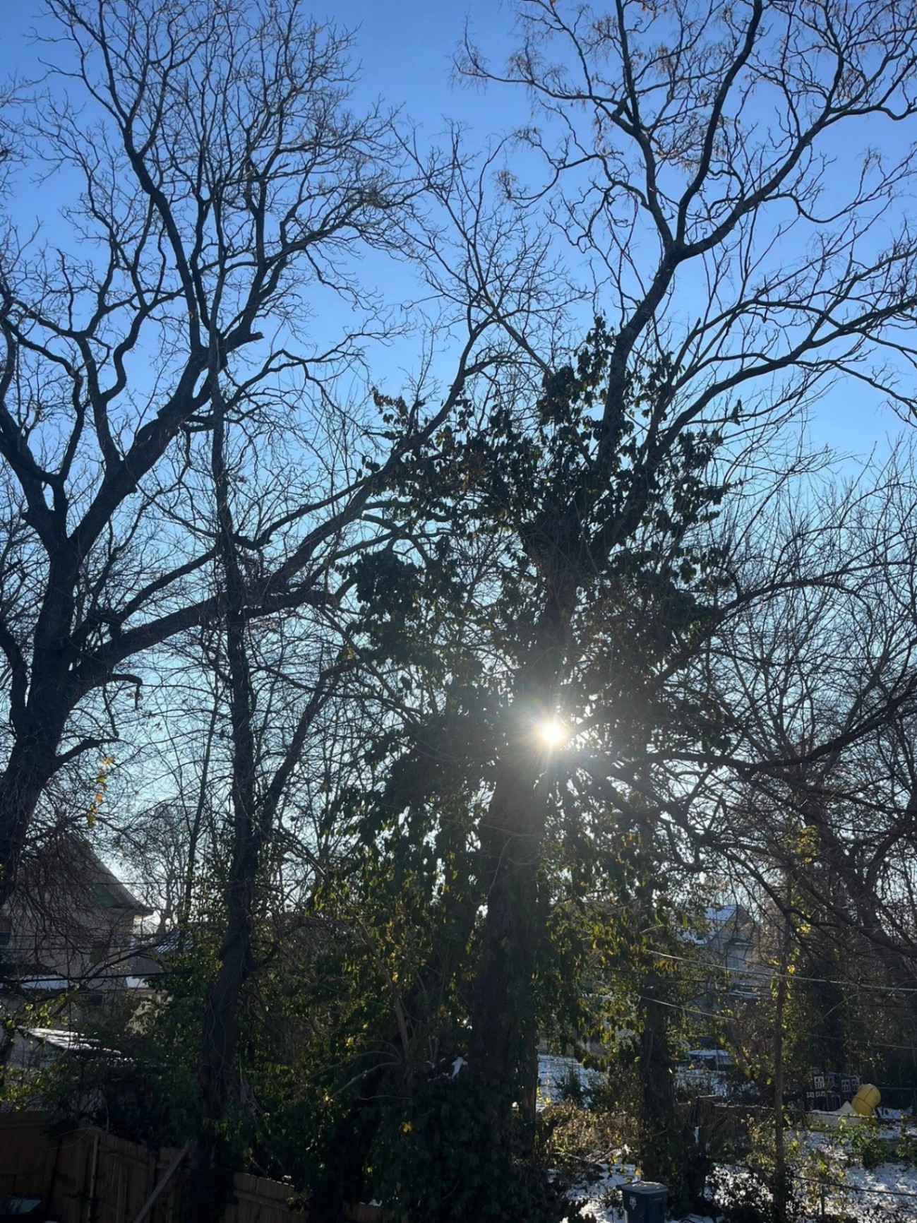 Sun through trees before removal