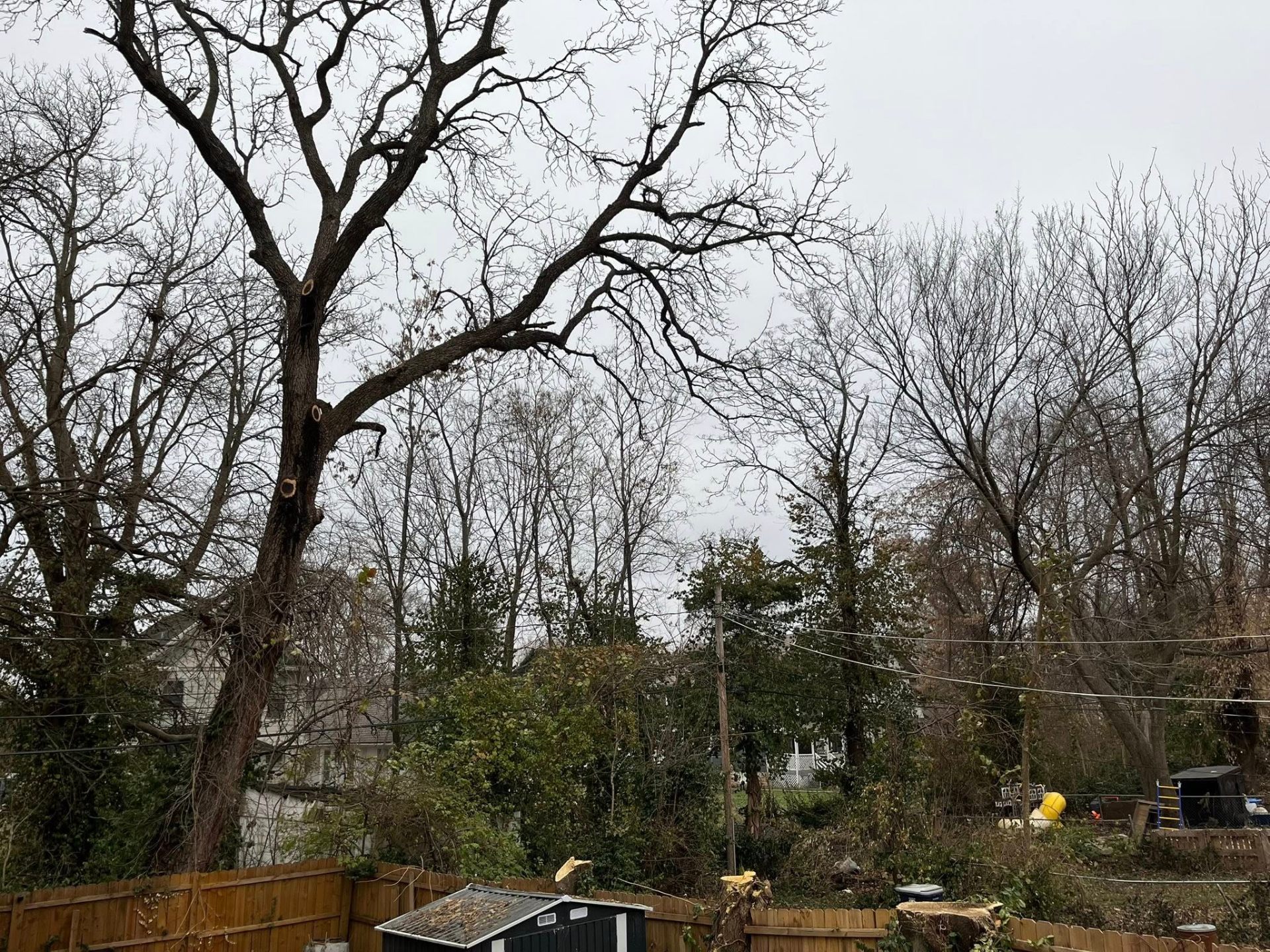 Large tree trimming job site