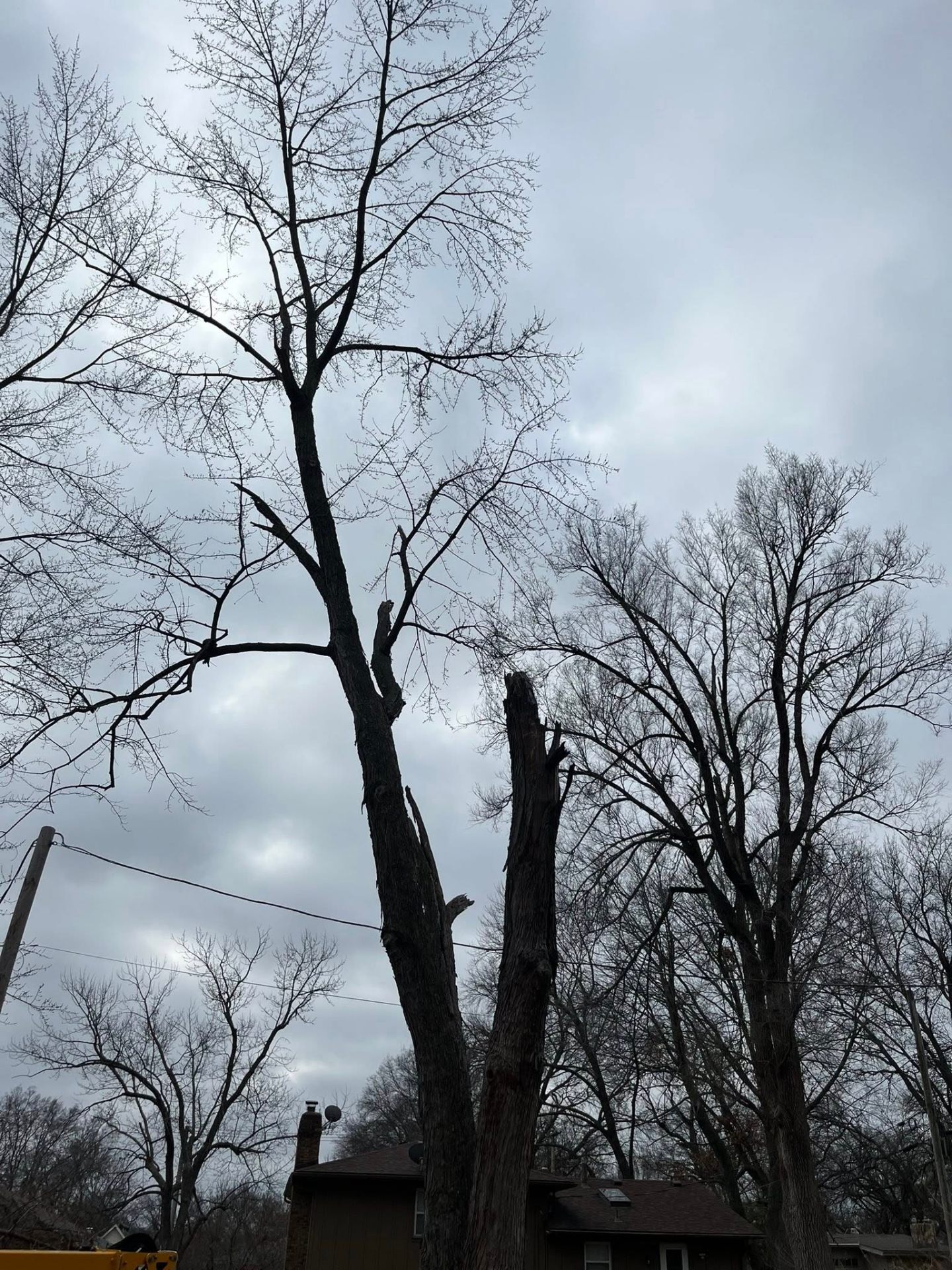 Storm damaged trees ready for removal