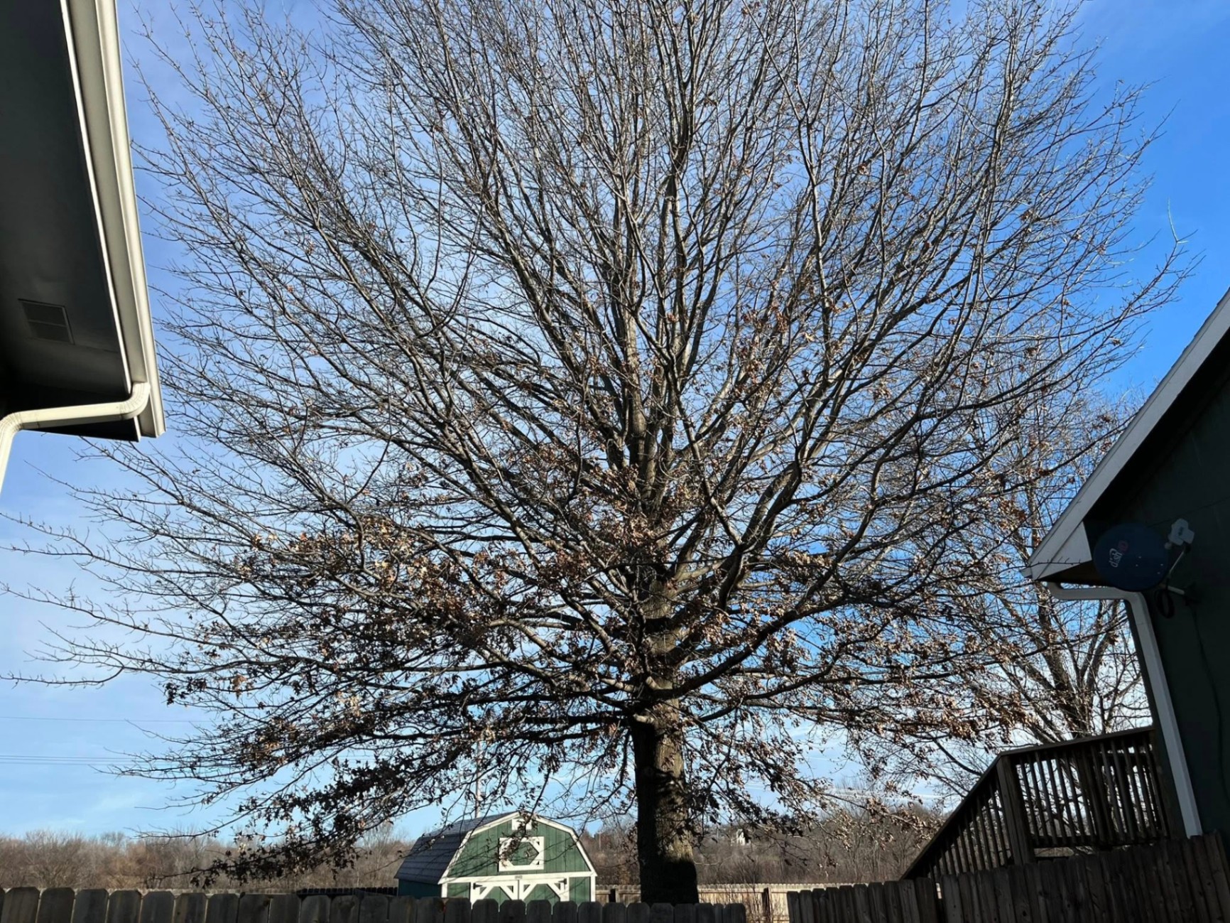 Large oak tree before trimming