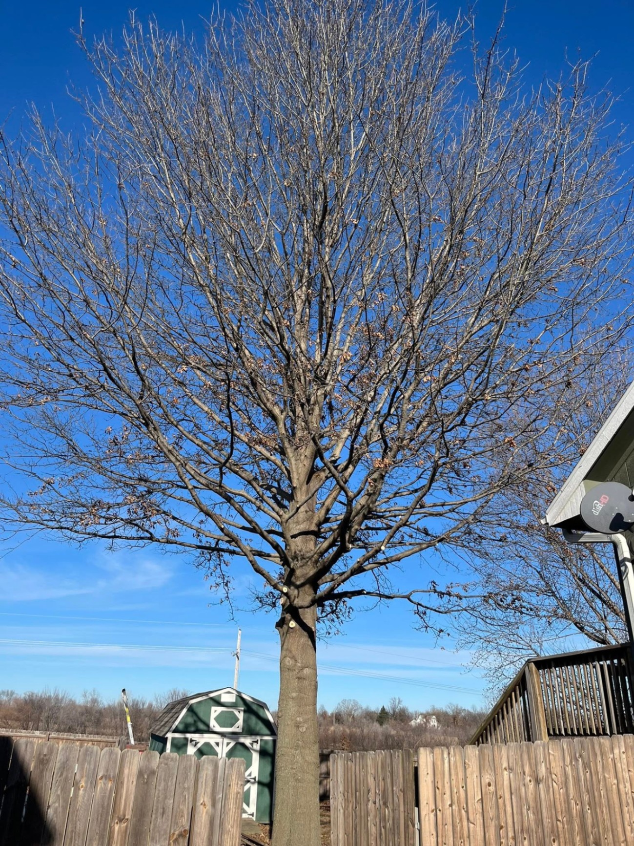Tree after professional trimming