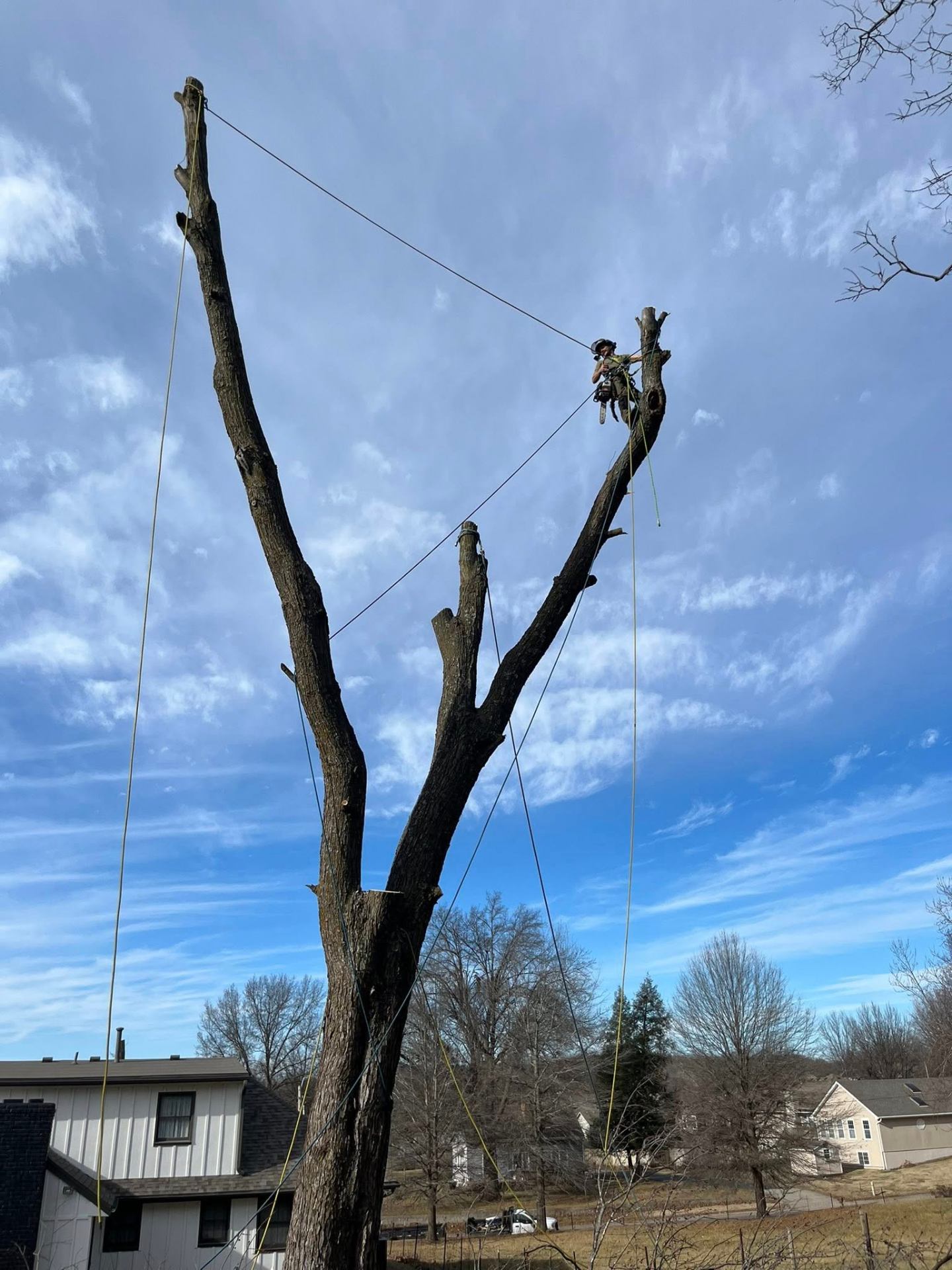Arborist rigging tree removal