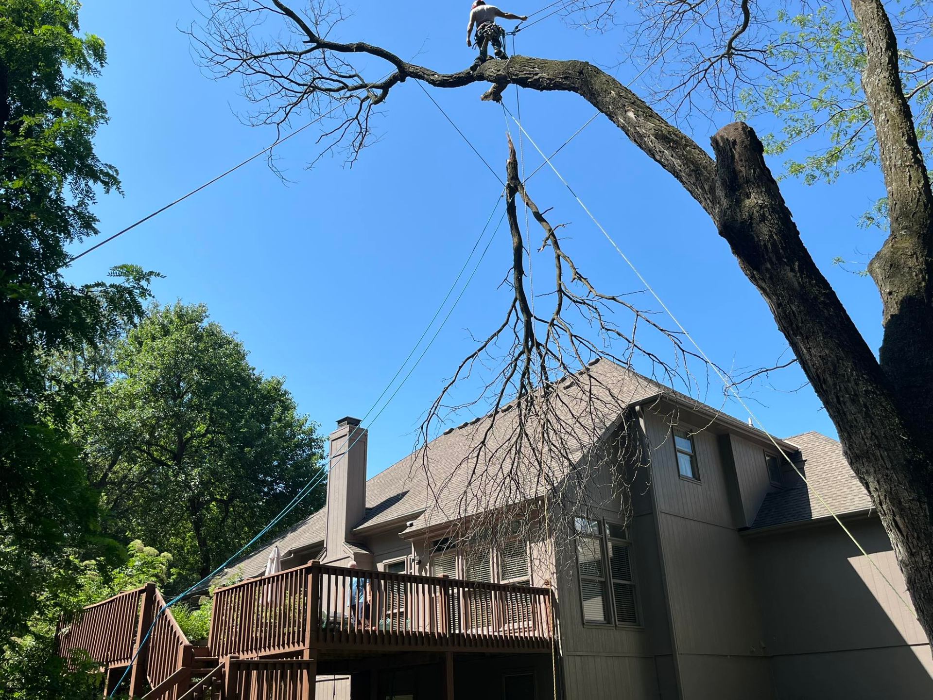 Arborist performing tree removal above house