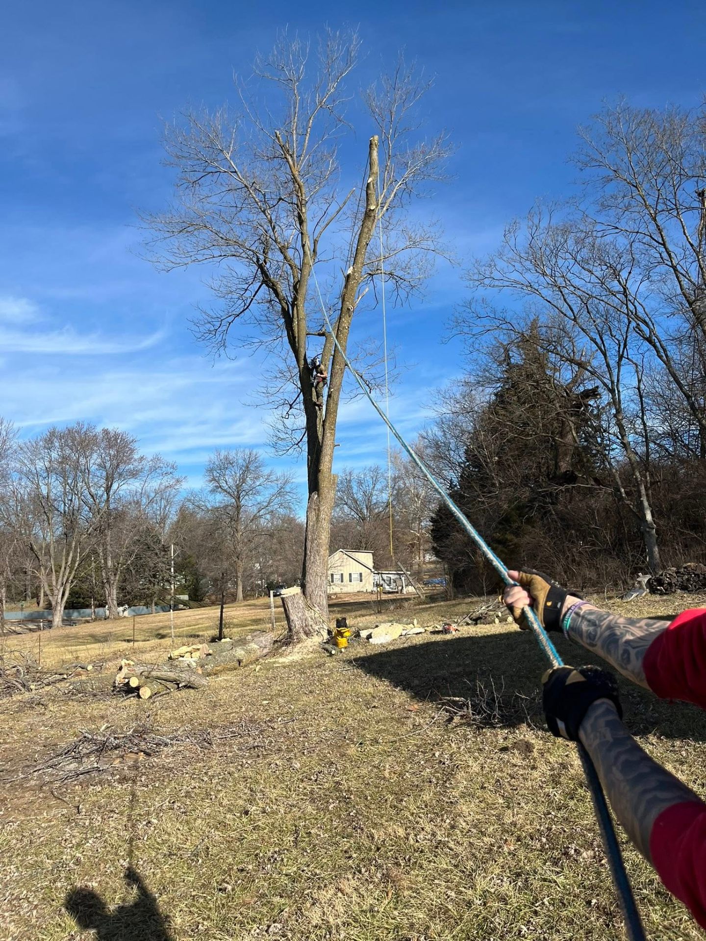 Crew performing tree removal with ropes