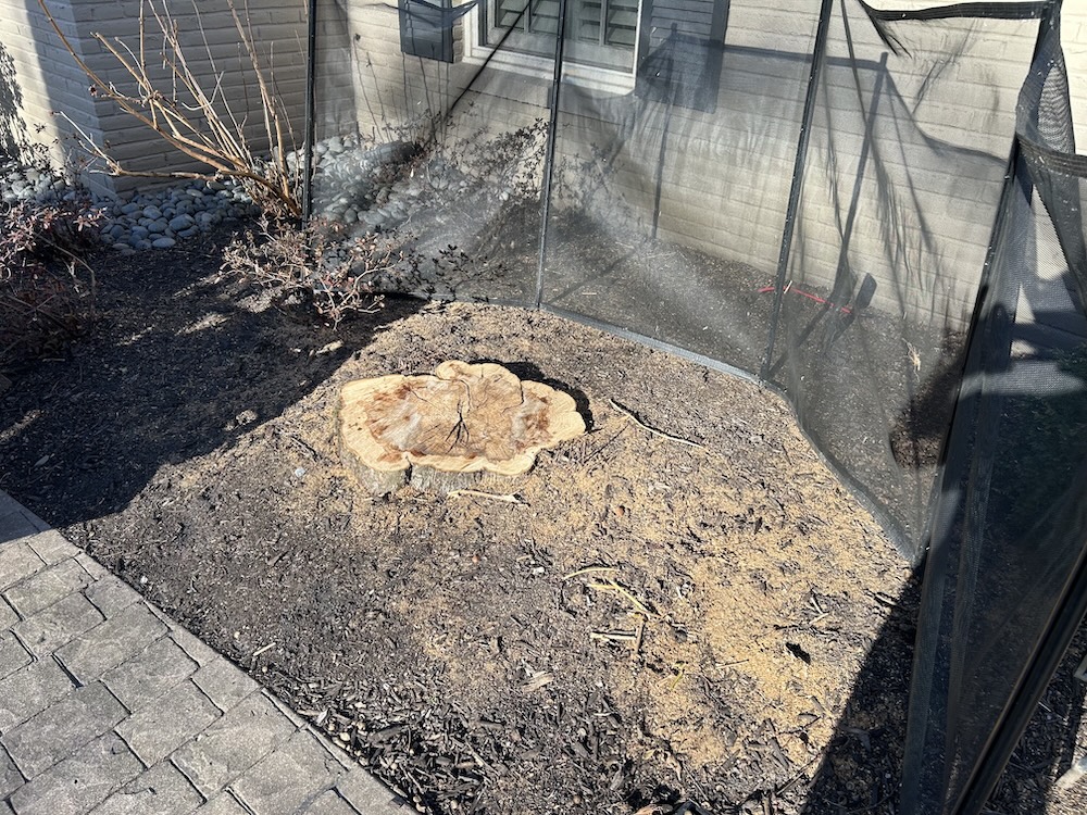 Before stump grinding